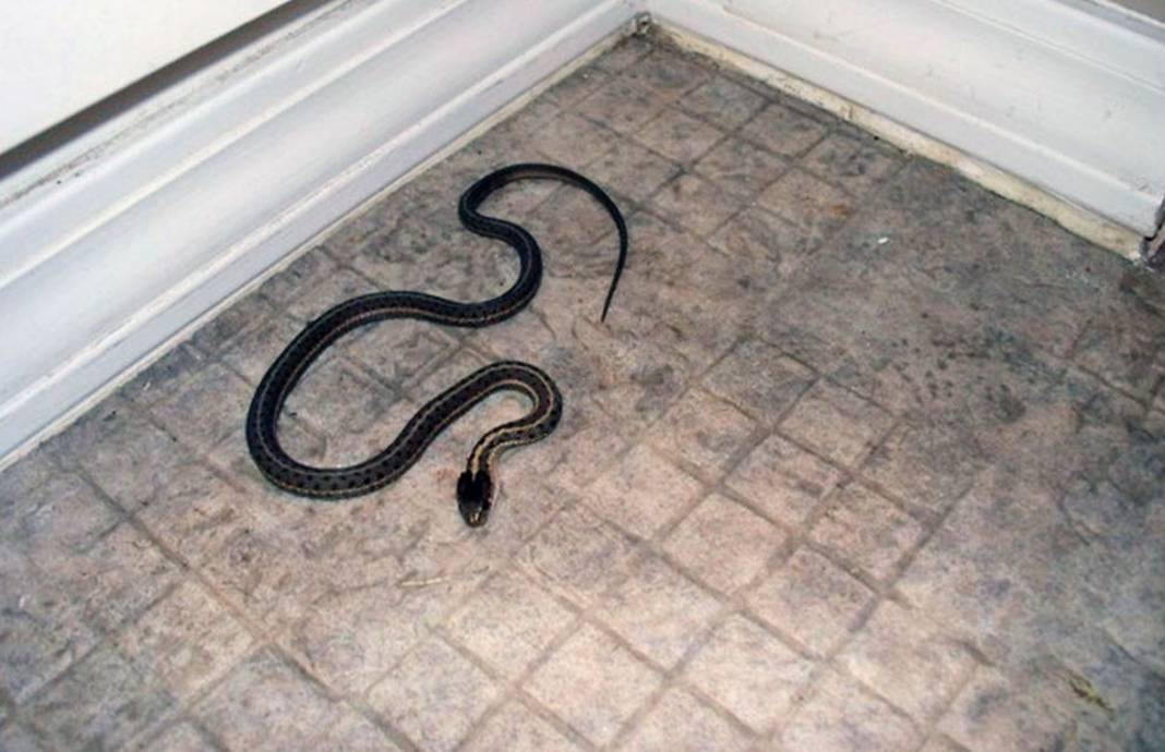 Yılanları mıknatıs gibi çeken 4 nokta belli oldu! Evinde olanlar dikkat - Resim: 33